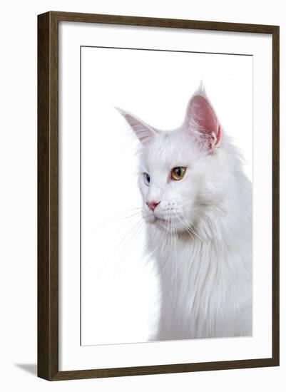 Maine Coon Cat-Fabio Petroni-Framed Photographic Print