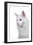 Maine Coon Cat-Fabio Petroni-Framed Photographic Print