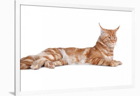 Maine Coon Cat-Fabio Petroni-Framed Photographic Print