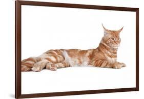 Maine Coon Cat-Fabio Petroni-Framed Photographic Print