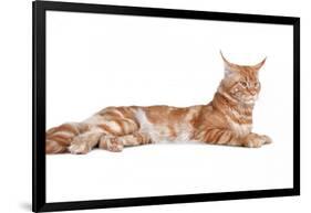 Maine Coon Cat-Fabio Petroni-Framed Photographic Print