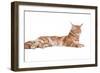 Maine Coon Cat-Fabio Petroni-Framed Photographic Print