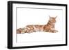 Maine Coon Cat-Fabio Petroni-Framed Photographic Print