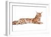 Maine Coon Cat-Fabio Petroni-Framed Photographic Print