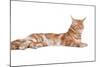 Maine Coon Cat-Fabio Petroni-Mounted Photographic Print