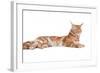 Maine Coon Cat-Fabio Petroni-Framed Photographic Print