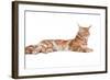 Maine Coon Cat-Fabio Petroni-Framed Photographic Print