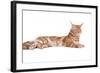 Maine Coon Cat-Fabio Petroni-Framed Photographic Print