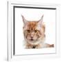 Maine Coon Cat-Fabio Petroni-Framed Photographic Print