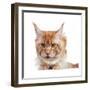 Maine Coon Cat-Fabio Petroni-Framed Photographic Print