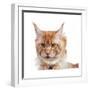 Maine Coon Cat-Fabio Petroni-Framed Photographic Print