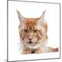 Maine Coon Cat-Fabio Petroni-Mounted Photographic Print