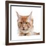 Maine Coon Cat-Fabio Petroni-Framed Photographic Print