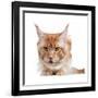 Maine Coon Cat-Fabio Petroni-Framed Photographic Print