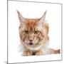 Maine Coon Cat-Fabio Petroni-Mounted Photographic Print