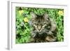 Maine Coon Cat-null-Framed Photographic Print