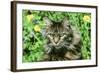 Maine Coon Cat-null-Framed Photographic Print