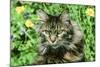 Maine Coon Cat-null-Mounted Photographic Print