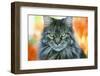 Maine Coon Cat-null-Framed Photographic Print