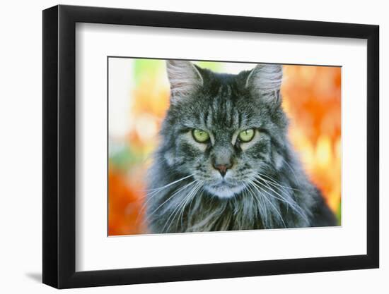 Maine Coon Cat-null-Framed Photographic Print