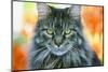 Maine Coon Cat-null-Mounted Photographic Print