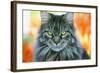 Maine Coon Cat-null-Framed Photographic Print