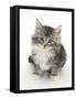 Maine Coon-Cross Kitten, 7 Weeks, Looking Up-Mark Taylor-Framed Stretched Canvas