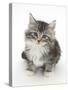 Maine Coon-Cross Kitten, 7 Weeks, Looking Up-Mark Taylor-Stretched Canvas