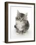 Maine Coon-Cross Kitten, 7 Weeks, Looking Up-Mark Taylor-Framed Photographic Print