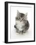 Maine Coon-Cross Kitten, 7 Weeks, Looking Up-Mark Taylor-Framed Photographic Print