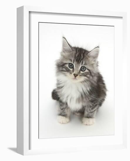 Maine Coon-Cross Kitten, 7 Weeks, Looking Up-Mark Taylor-Framed Photographic Print