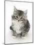 Maine Coon-Cross Kitten, 7 Weeks, Looking Up-Mark Taylor-Mounted Photographic Print