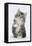 Maine Coon-Cross Kitten, 7 Weeks, Sitting with Paw Raised-Mark Taylor-Framed Stretched Canvas