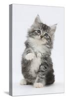 Maine Coon-Cross Kitten, 7 Weeks, Sitting with Paw Raised-Mark Taylor-Stretched Canvas
