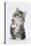 Maine Coon-Cross Kitten, 7 Weeks, Sitting with Paw Raised-Mark Taylor-Stretched Canvas