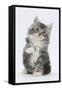 Maine Coon-Cross Kitten, 7 Weeks, Sitting with Paw Raised-Mark Taylor-Framed Stretched Canvas