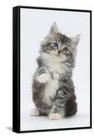 Maine Coon-Cross Kitten, 7 Weeks, Sitting with Paw Raised-Mark Taylor-Framed Stretched Canvas