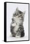 Maine Coon-Cross Kitten, 7 Weeks, Sitting with Paw Raised-Mark Taylor-Framed Stretched Canvas