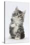 Maine Coon-Cross Kitten, 7 Weeks, Sitting with Paw Raised-Mark Taylor-Stretched Canvas