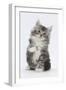 Maine Coon-Cross Kitten, 7 Weeks, Sitting with Paw Raised-Mark Taylor-Framed Premium Photographic Print