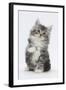 Maine Coon-Cross Kitten, 7 Weeks, Sitting with Paw Raised-Mark Taylor-Framed Premium Photographic Print
