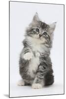Maine Coon-Cross Kitten, 7 Weeks, Sitting with Paw Raised-Mark Taylor-Mounted Premium Photographic Print