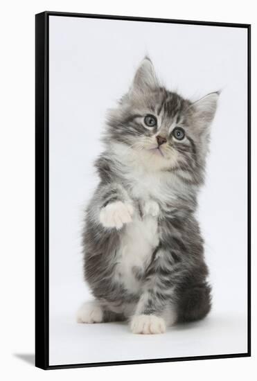 Maine Coon-Cross Kitten, 7 Weeks, Sitting with Paw Raised-Mark Taylor-Framed Stretched Canvas