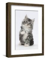 Maine Coon-Cross Kitten, 7 Weeks, Sitting with Paw Raised-Mark Taylor-Framed Photographic Print