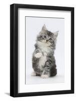 Maine Coon-Cross Kitten, 7 Weeks, Sitting with Paw Raised-Mark Taylor-Framed Photographic Print