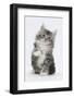 Maine Coon-Cross Kitten, 7 Weeks, Sitting with Paw Raised-Mark Taylor-Framed Photographic Print