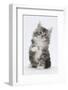 Maine Coon-Cross Kitten, 7 Weeks, Sitting with Paw Raised-Mark Taylor-Framed Photographic Print