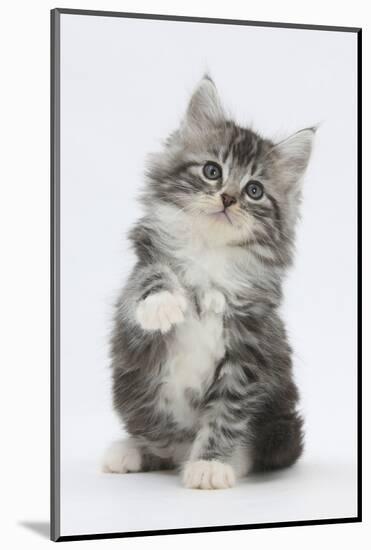 Maine Coon-Cross Kitten, 7 Weeks, Sitting with Paw Raised-Mark Taylor-Mounted Photographic Print