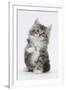 Maine Coon-Cross Kitten, 7 Weeks, Sitting with Paw Raised-Mark Taylor-Framed Photographic Print