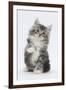 Maine Coon-Cross Kitten, 7 Weeks, Sitting with Paw Raised-Mark Taylor-Framed Photographic Print